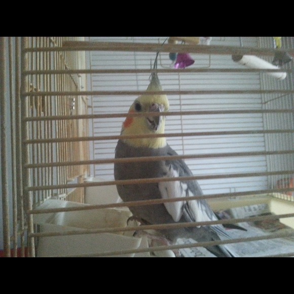 Meet your Posher, Rita - Picture 1 of 1